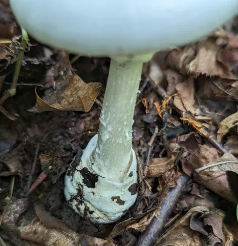 Great Felt Skirt Destroying Angel (Amanita magnivelaris)