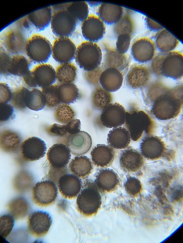 undefined (Elaphomyces sp.)