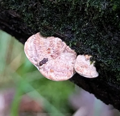 undefined (Perenniporia ohiensis)