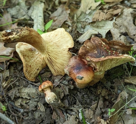White-Banded Bitter Knight (Tricholoma amarissimum)
