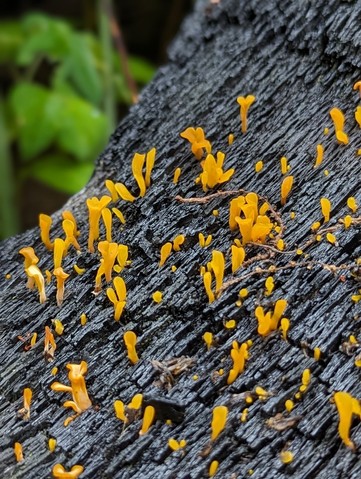 Fan-shaped Jelly Fungus (Dacrymyces spathularia)