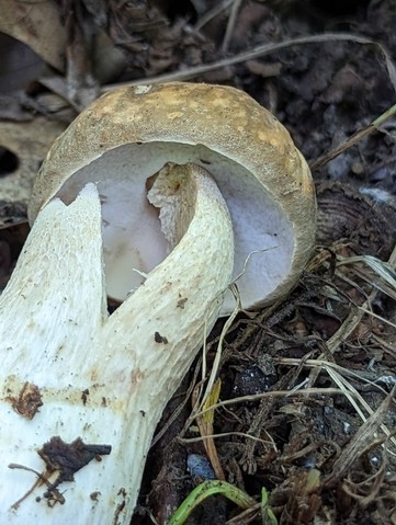 Atkinson's Bolete (Boletus atkinsonii)