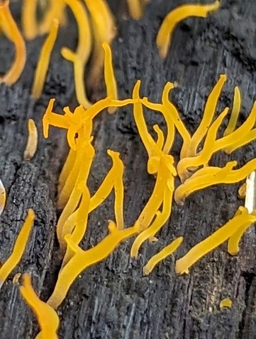 Club-like Tuning Fork (Calocera cornea)