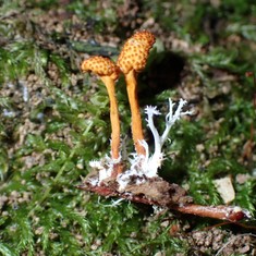 Cheeto Cordyceps