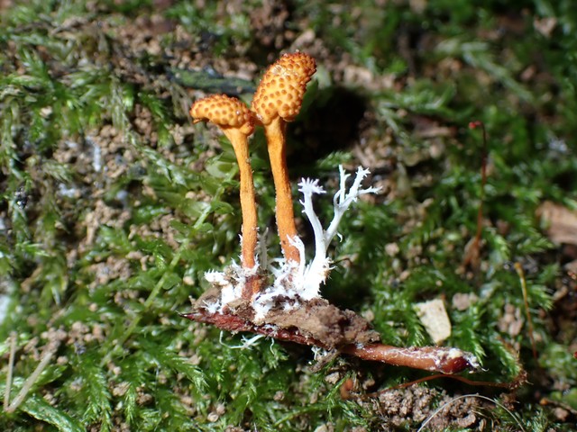 Cheeto Cordyceps (Ophiocordyceps variabilis)