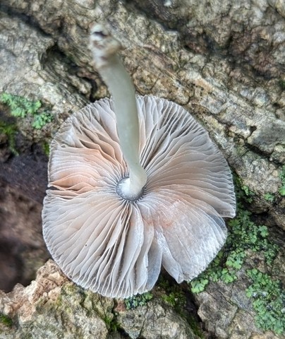 Pleated Pluteus (Pluteus longistriatus)