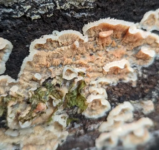 Trembling Crust (Merulius tremellosus)