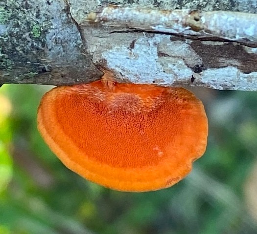 Northern Cinnabar Polypore (Trametes cinnabarina)