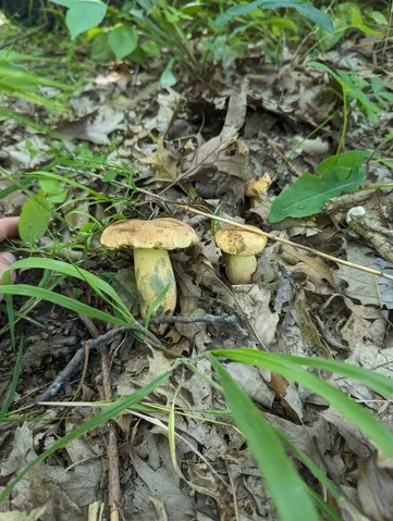 undefined (Lanmaoa pseudosensibilis)
