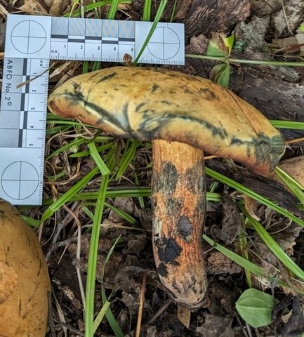 American Lurid Bolete (Suillellus ameriluridus)