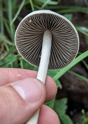 Antilles Panaeolus (Panaeolus antillarum)