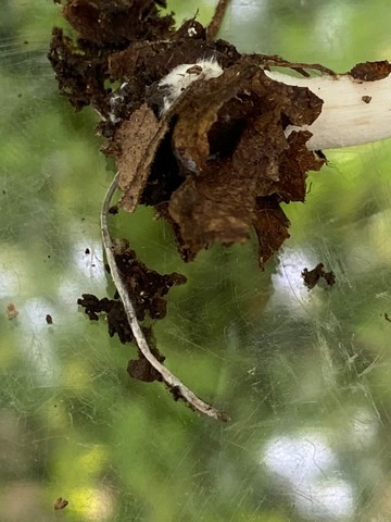 Pale Brittlestem (Candolleomyces candolleanus)