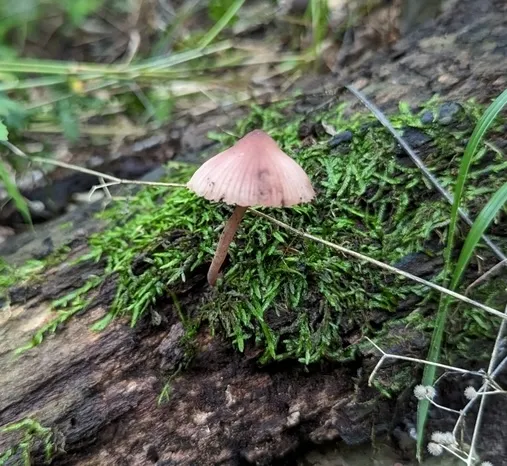 (Mycena sp. 'haematopus-IN01')