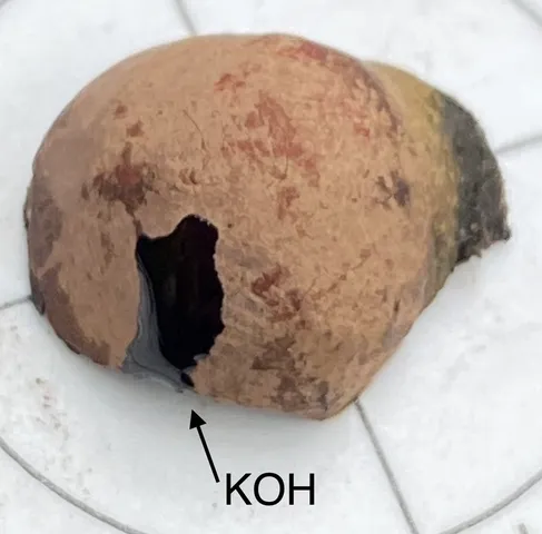 undefined (Daldinia childiae)