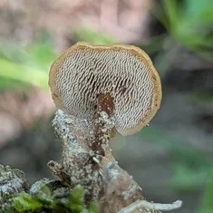 Earpick Fungus