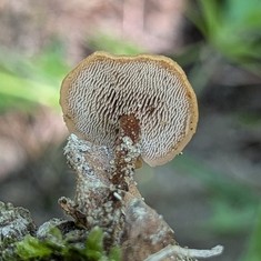 Earpick Fungus