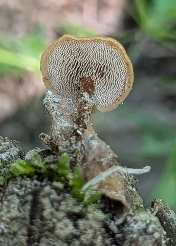 Auriscalpium vulgare