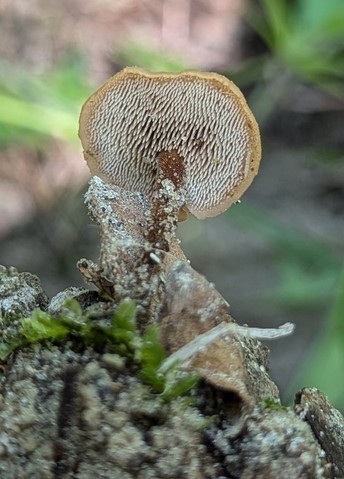 Earpick Fungus (Auriscalpium vulgare)