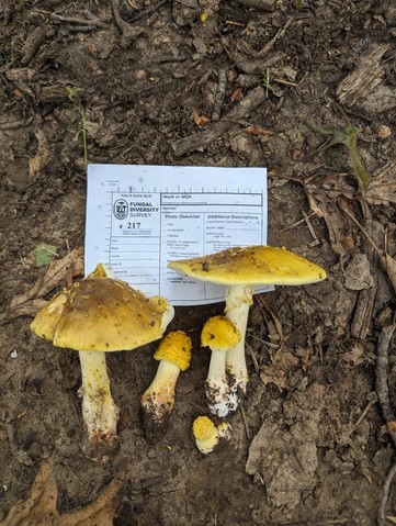 Yellow American Blusher (Amanita flavorubens)