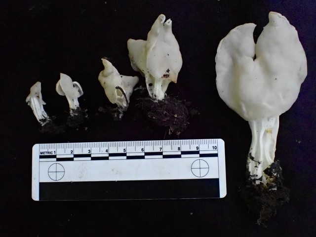 Elfin Saddles (Helvella)