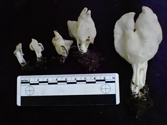 Elfin Saddles (Helvella)