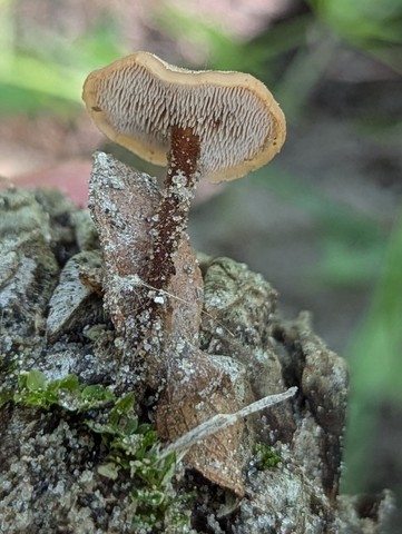 Earpick Fungus (Auriscalpium vulgare)