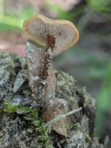 Earpick Fungus (Auriscalpium vulgare)
