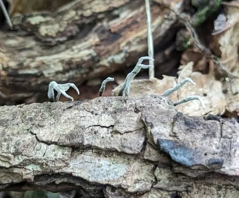 (Xylaria sp-IN01)