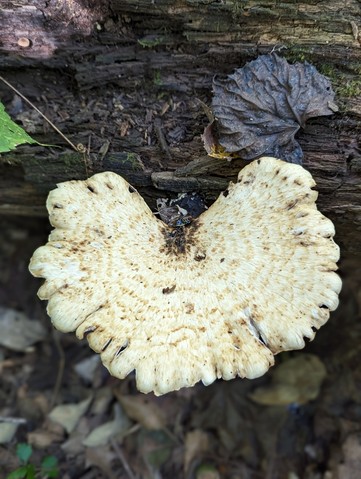 Dryad's Saddle (Cerioporus squamosus)