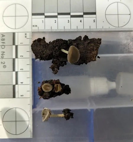 Long-Stalked Gray Cup (Helvella macropus)