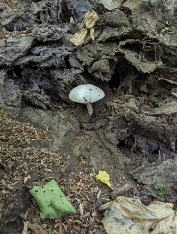 Scaly Shield (Pluteus petasatus)