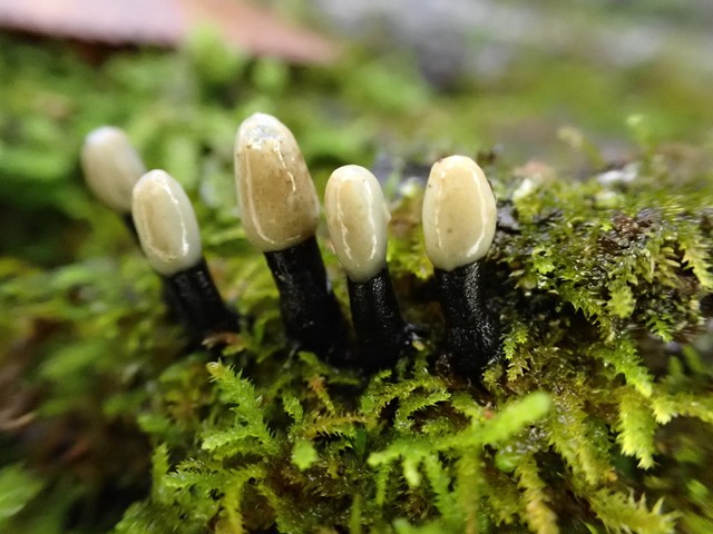 Tapioca Club (Holwaya mucida)