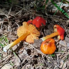 Small-Spored Sunset Waxycap