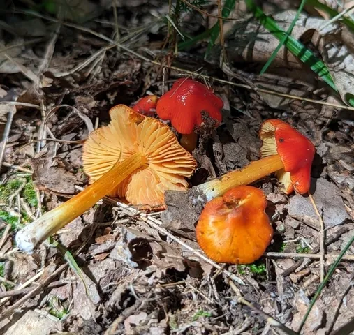 Hygrocybe acutoconica var. microspora