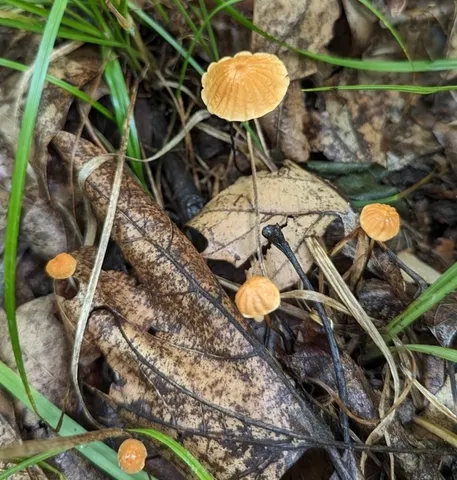 Marasmius siccus