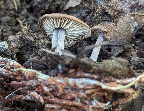 Beard Stem Gymnopus (Gymnopus barbipes)