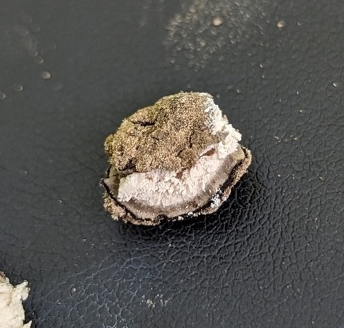 undefined (Elaphomyces sp.)