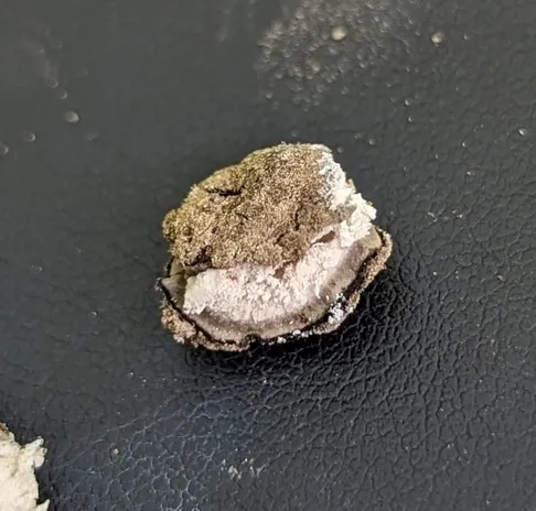 undefined (Elaphomyces spp.)
