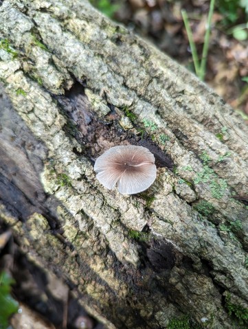 Pleated Pluteus (Pluteus longistriatus)