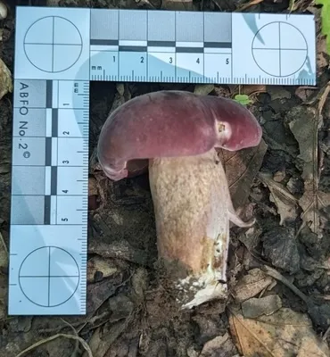 Reddish Brown Bitter Bolete (Tylopilus rubrobrunneus)