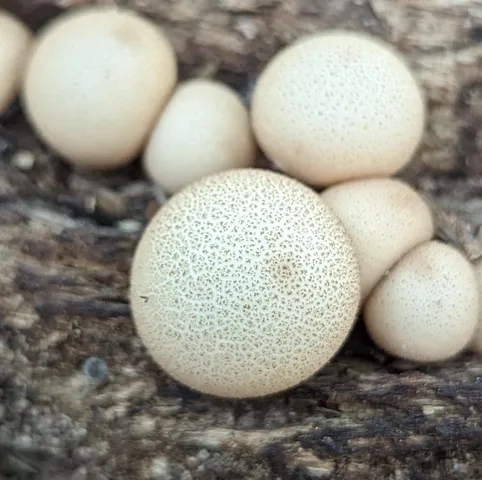 Pear-shaped Puffball (Apioperdon pyriforme)