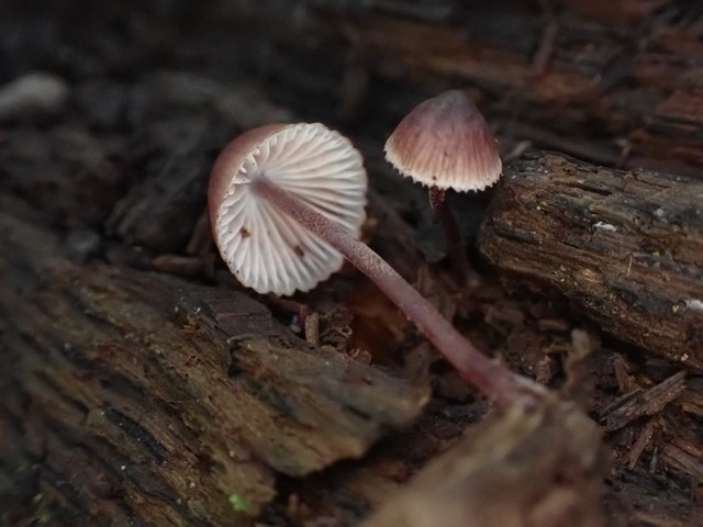 Bleeding Fairy Helmet (Mycena haematopus)