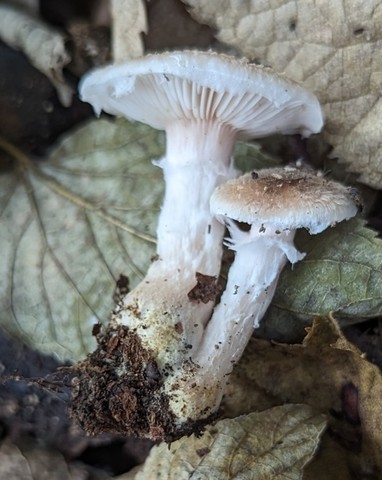 White Honey Mushroom (Armillaria gallica)