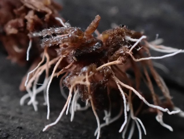 Spider Akanthomyces (Akanthomyces aranearum)