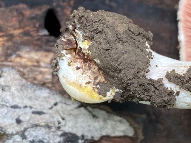 Slinder-Stemmed Agaricus (Agaricus leptocaulis)