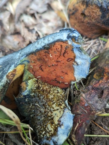 American Lurid Bolete (Suillellus ameriluridus)