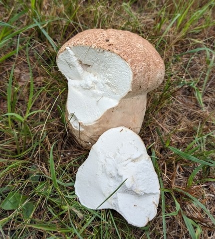 Purple-spored Puffball (Calvatia cyathiformis)