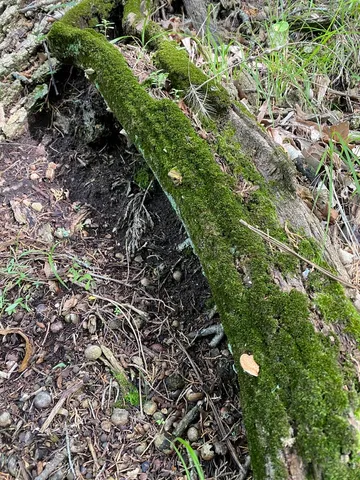 undefined (Perenniporia ohiensis)