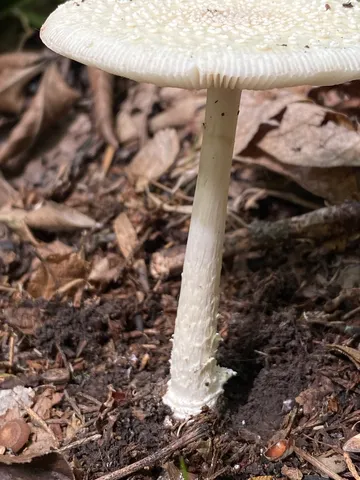Small Funnel-veil Amanita (Amanita multisquamosa)
