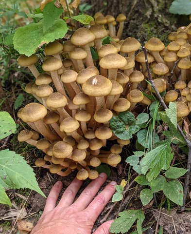 Yellow Honey Mushroom (Armillaria mellea)